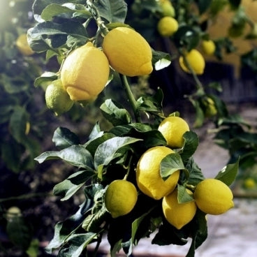 1 | Zesty Lemon - Buy One Give One Soap